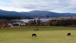 Lipno