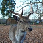 Tip na výlet: ZOO Hluboká nad Vltavou