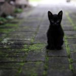 Proč si pořídit kočku: Přínosy a radosti, které vám tento mazlíček přinese